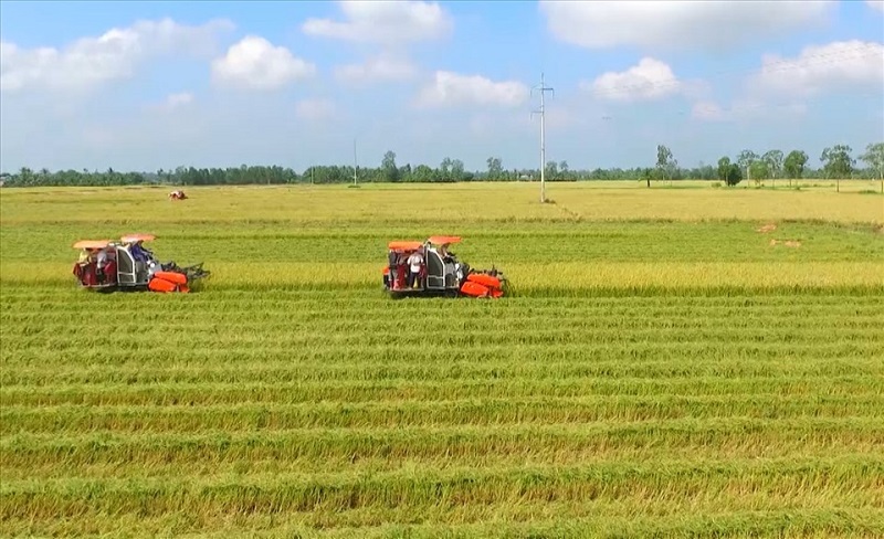 Điều kiện chuyển mục đích sử dụng đất trồng lúa